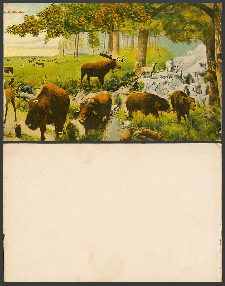 Animals, Animeaux, Stag Elk Reindeer, Bison Cattle Bear Wolf Wolves Old Postcard