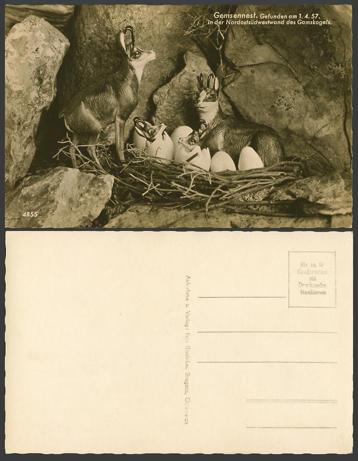 Antelope Chamois Nest Egg Hatched Baby Gamskogel Austria Old Real Photo Postcard