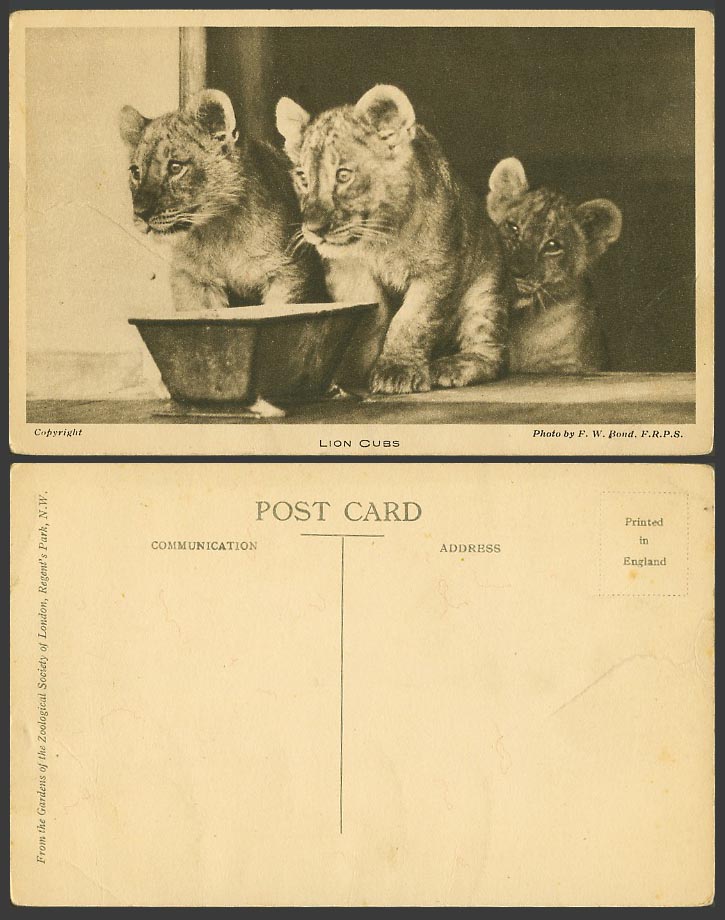 LION CUBS Lions London Zoo Animals Zoological Gardens Photo FW Bond Old Postcard