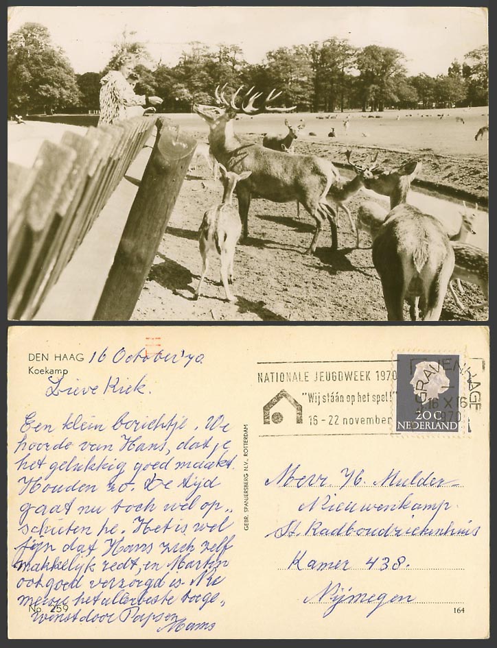 Woman feeding Deer Stag, Den Haag, Koekamp, Netherland Old Real Photo Postcard