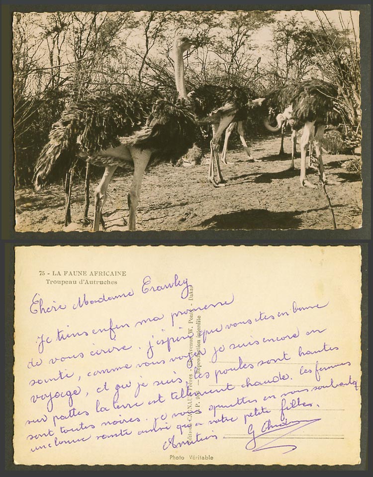 Ostrich Flock Birds, African Faune, Troupeau d'Autruches Old Real Photo Postcard