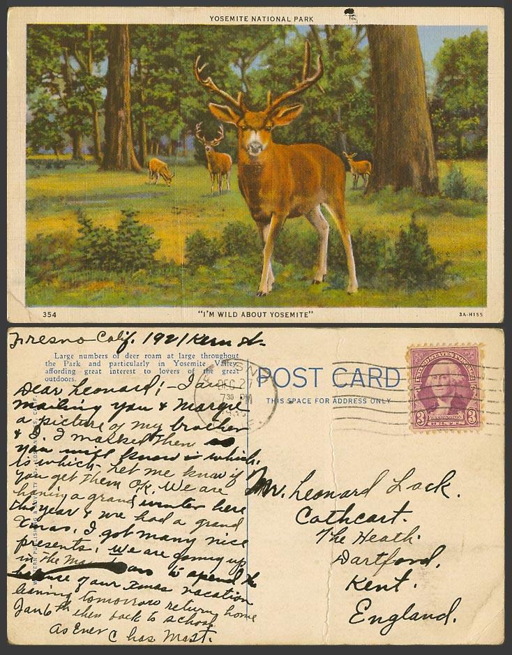 USA, Yosemite National Park, Stag Deer I'm Wild About Yosemite 1935 Old Postcard