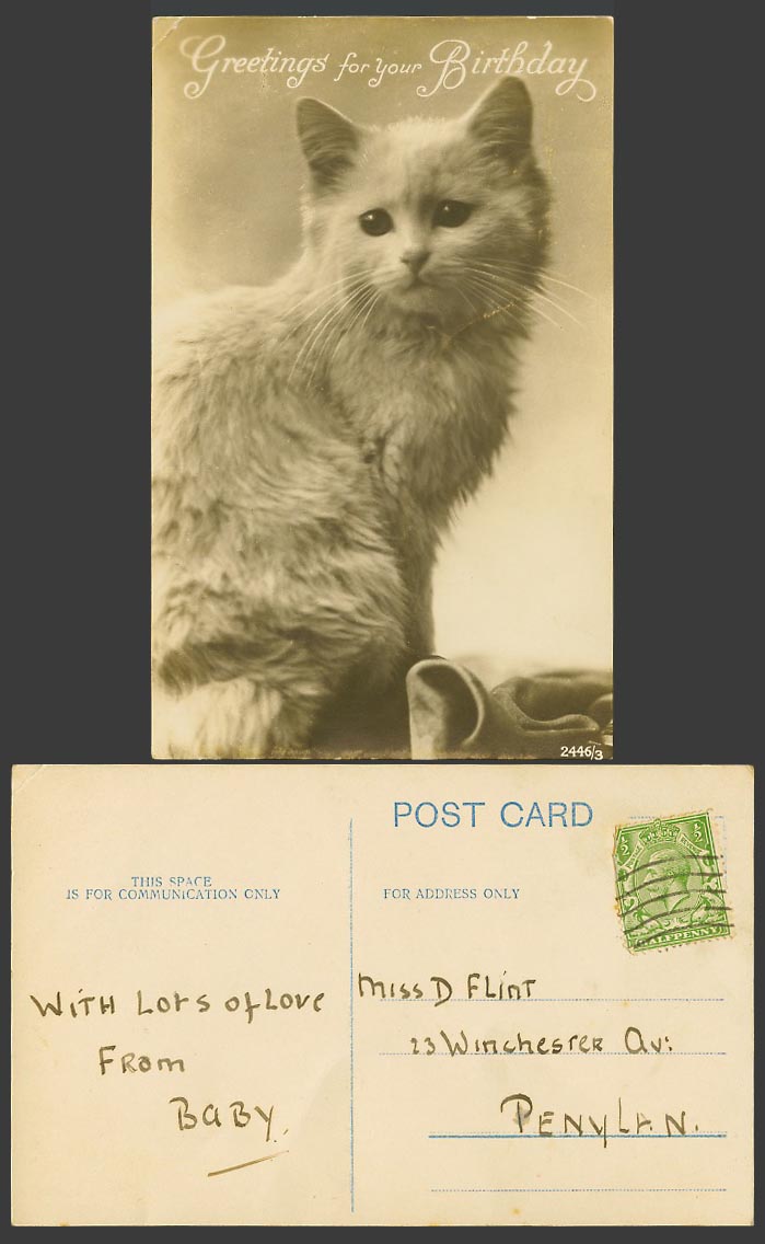 Cat Kitten - Greetings for Your Birthday Old Real Photo Postcard Pet Animal
