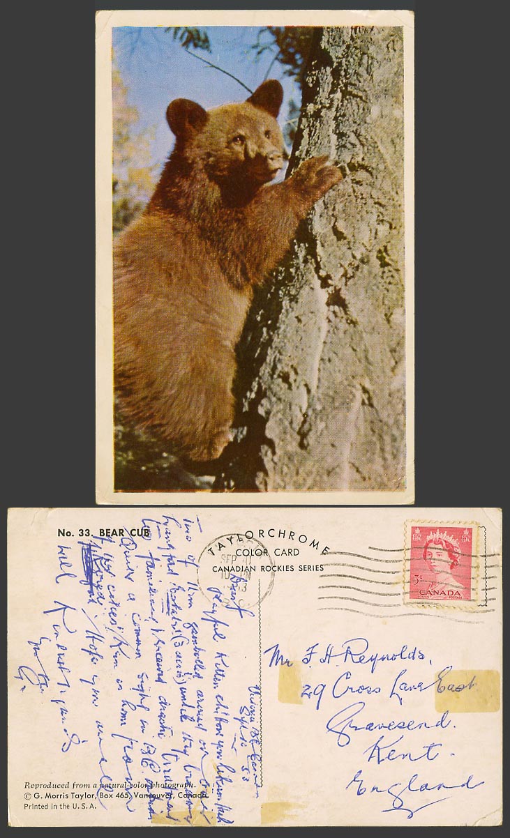 Bear Cub on a Tree Canadian Animal Canada QEII 3c stamp 1953 Old Colour Postcard