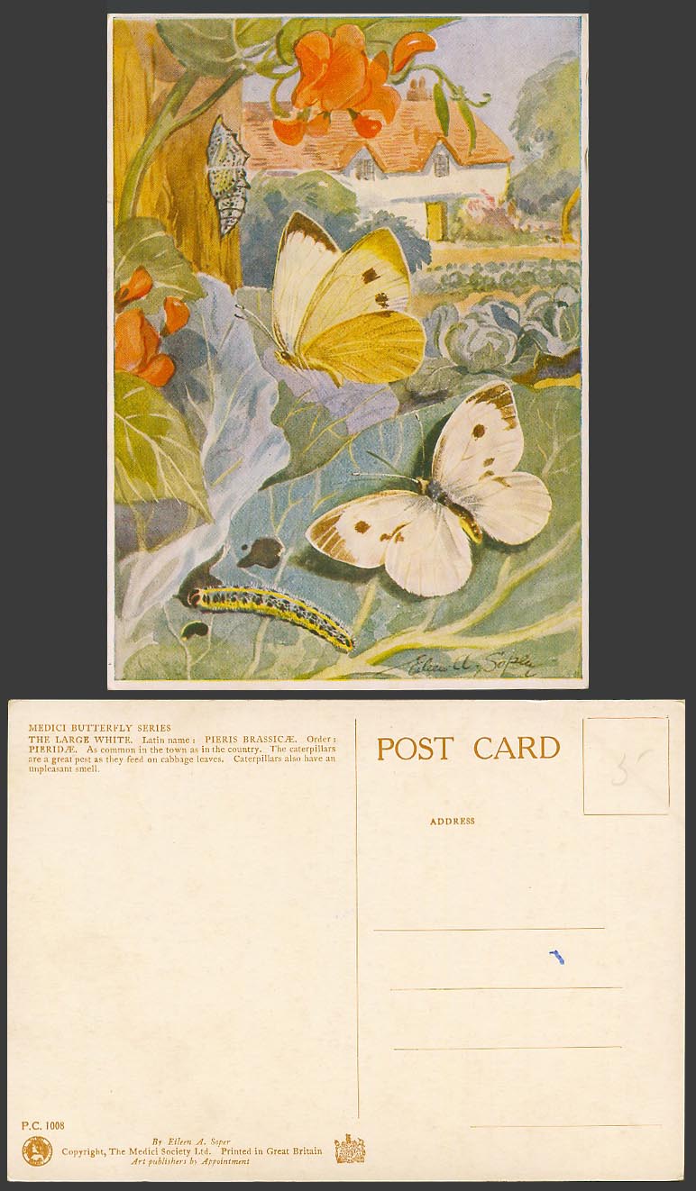 Eileen A Soper Art Signed Large White Butterfly Caterpillar Cabbage Old Postcard