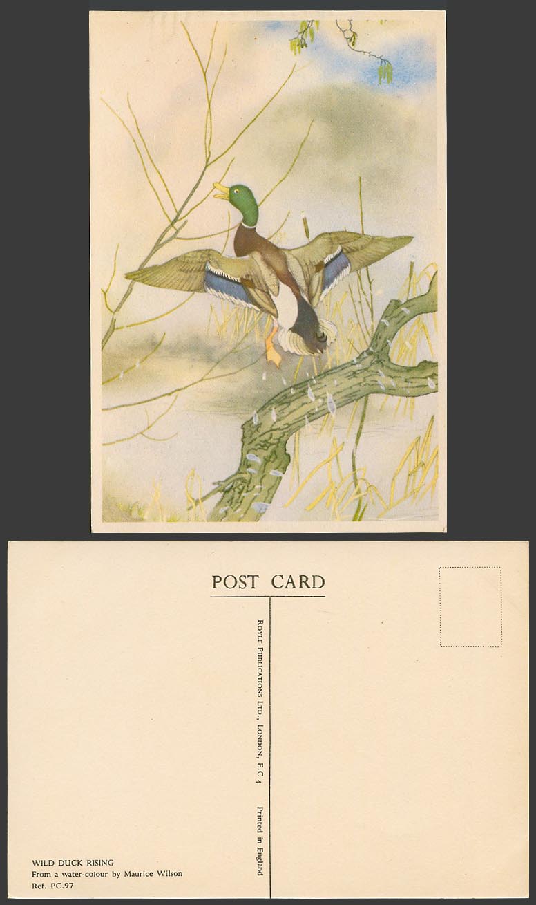 Wild Duck Rising, Bird, from a Water-Colour by Maurice Wilson Old ART Postcard