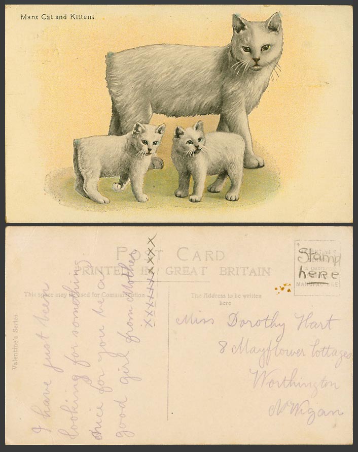 Isle of Man Old Colour Postcard Manx Cat and Kittens, Cats Kitten, Valentine's