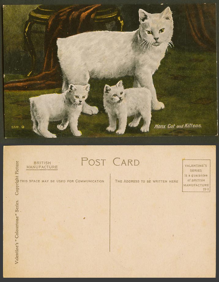 Isle of Man Old Colour Postcard MANX CAT and KITTENS White Cats Kitten Pets IOM