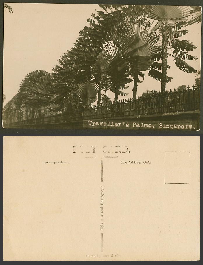 Singapore Old Real Photo Postcard Traveller's Palms Travelling Palm Trees Malaya