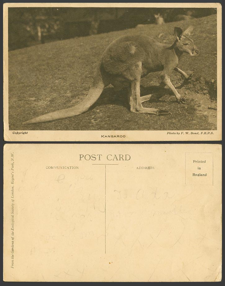 Kangaroo, London Zoo Native Australian Animal Photo by FW Bond FRPS Old Postcard