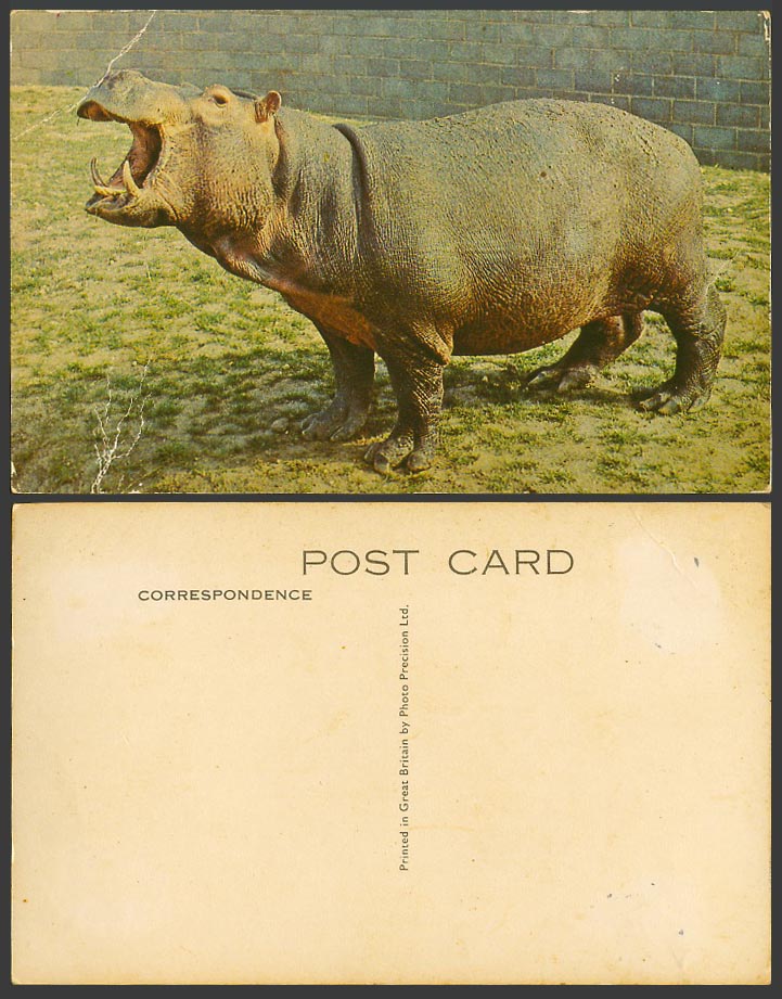 Hippopotamus Hippo Open Mouth Zoo Animal Old Colour Postcard Photo Precision Ltd