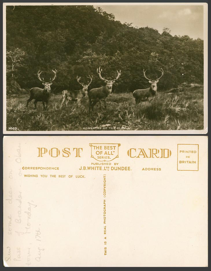 Stag Antlers Deer Monarch of The Glen Animals, Scotland Old Real Photo Postcard