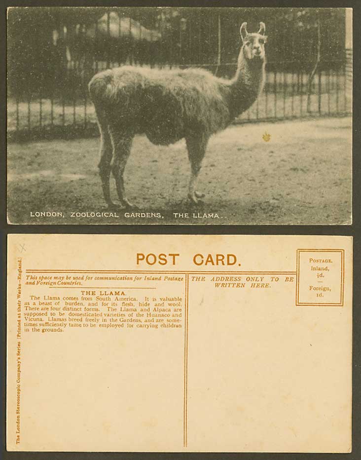 The Llama London Zoological Gardens Zoo Animal Llamas South America Old Postcard