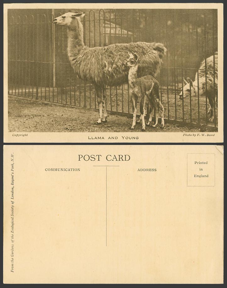 LLAMA and Young Cub, London Zoo Animals, Llamas, Photo by F.W. Bond Old Postcard