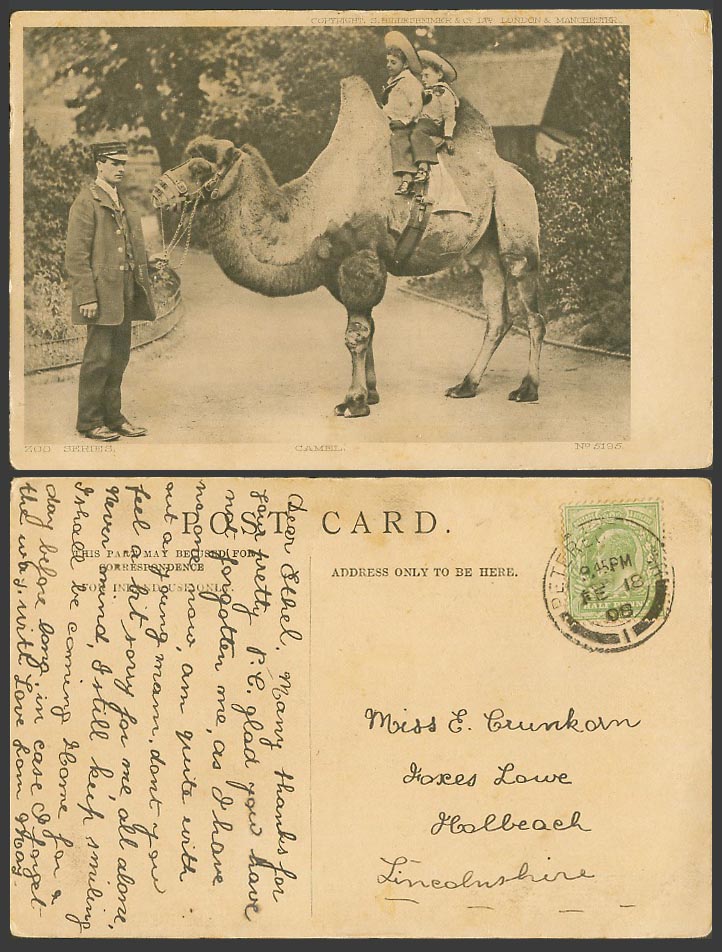 Bactrian Camel Ride Zoo Animal Zookeeper, Children Little Boys 1908 Old Postcard