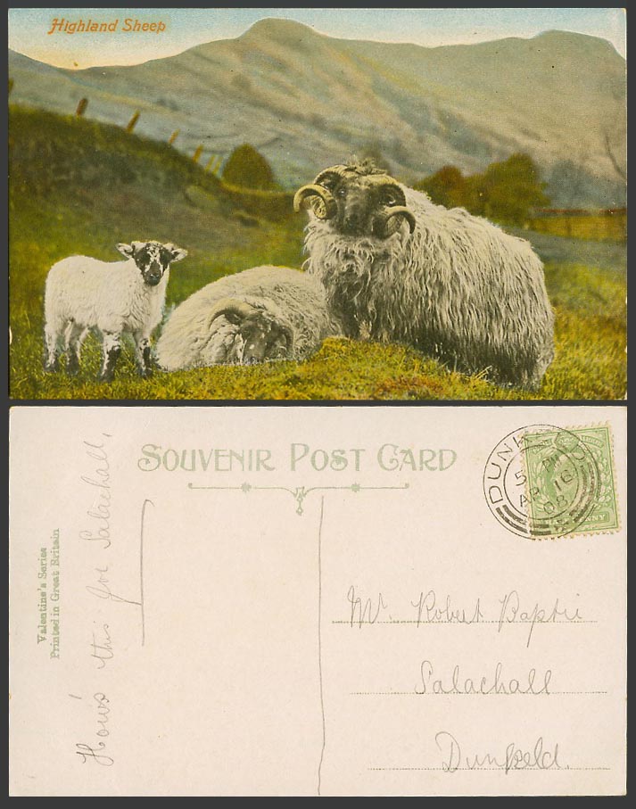 Highland SHEEP Lamb Scottish Animals Schotland Mountain 1908 Old Colour Postcard