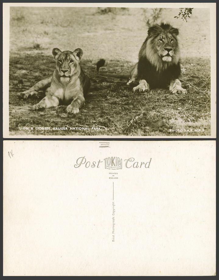 Lion Lioness Lions Kruger National Park Animals, South Africa Old Photo Postcard