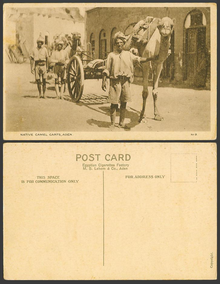 Aden Native Camel Carts Street Yemen Old Postcard Egyptian Cigarettes Factory 9.