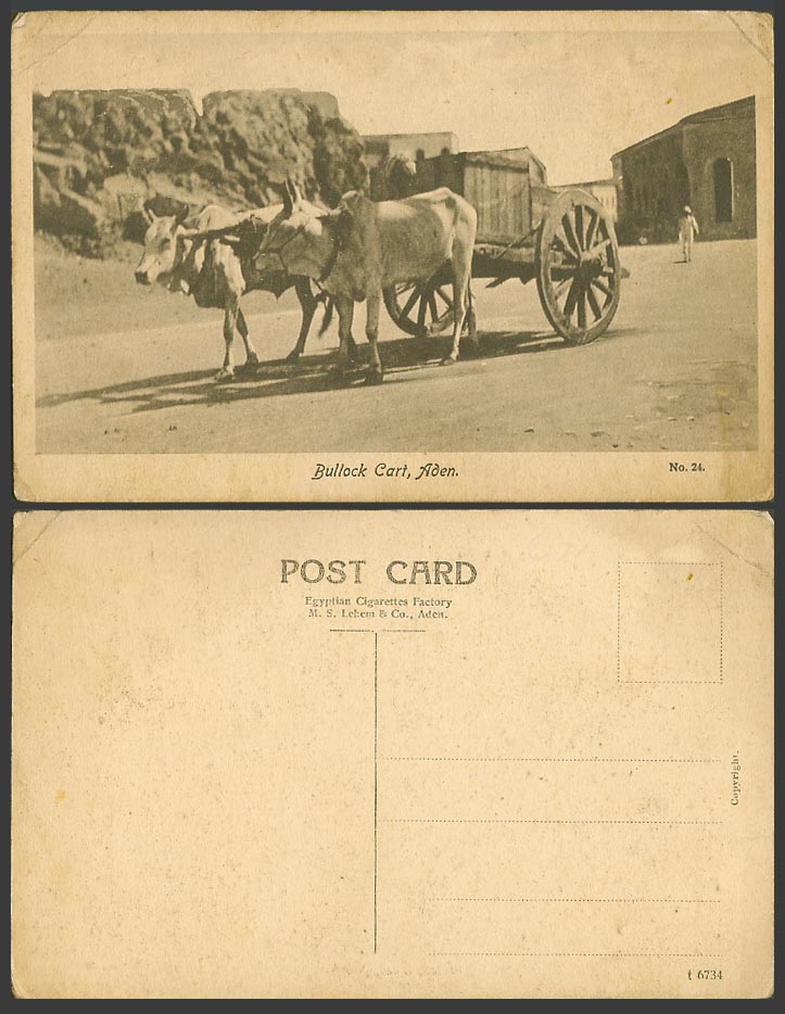 Aden Native Double Bullock Cart Old Postcard Yemen Cattle Bull Animals Street 24