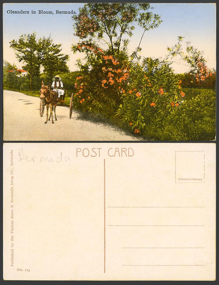 Bermuda Old Colour Postcard Oleanders in Bloom Flowers, A Donkey Cart and Driver