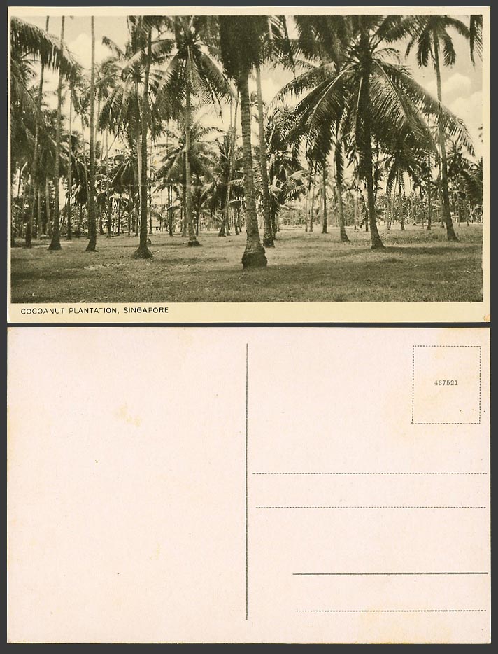 Singapore Old Postcard Cocoanut Plantation Palm Trees Straits Settlements 437521