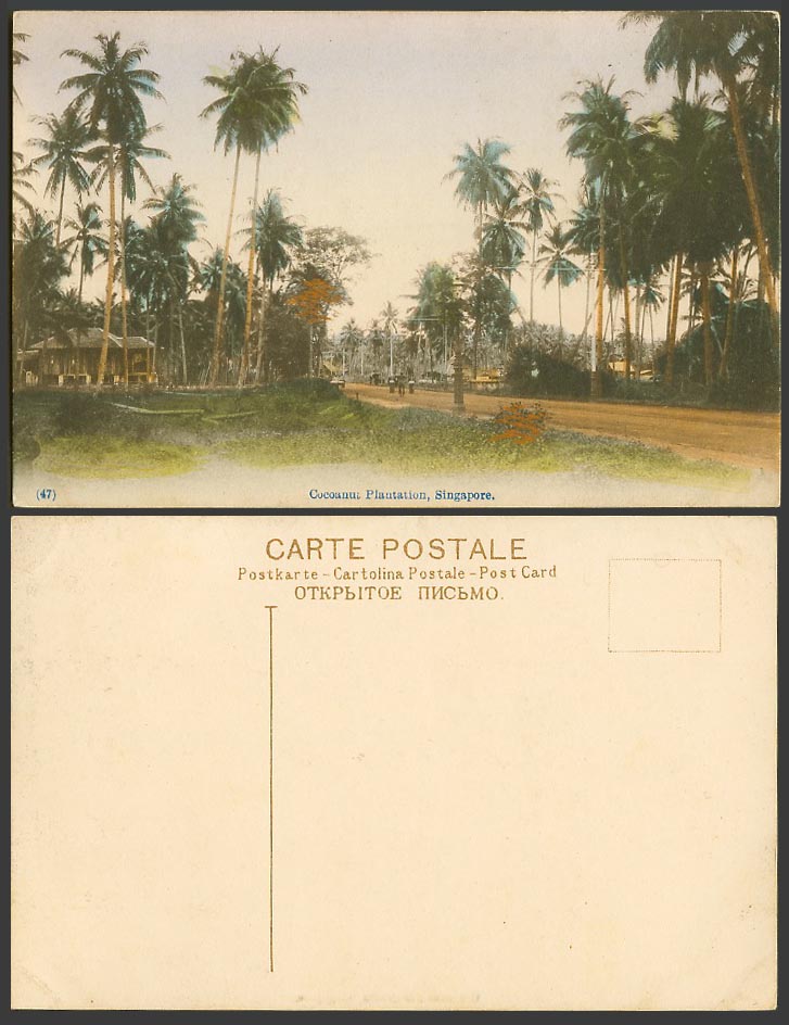 Singapore Old Hand Tinted Postcard Cocoanut Plantation Palm Trees Street View 47