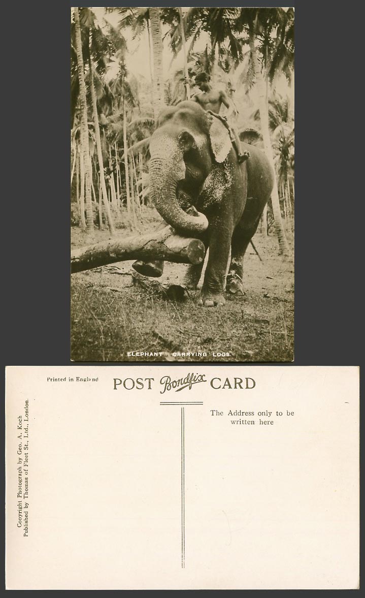 Ceylon Old Real Photo Postcard Elephant Carrying Logs, Native Rider, Palm Trees