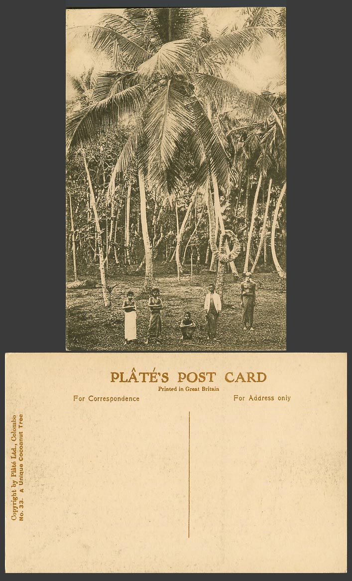 Ceylon Old Postcard A Unique Cocoanut Tree Twisted Native Men Children Boys N.33