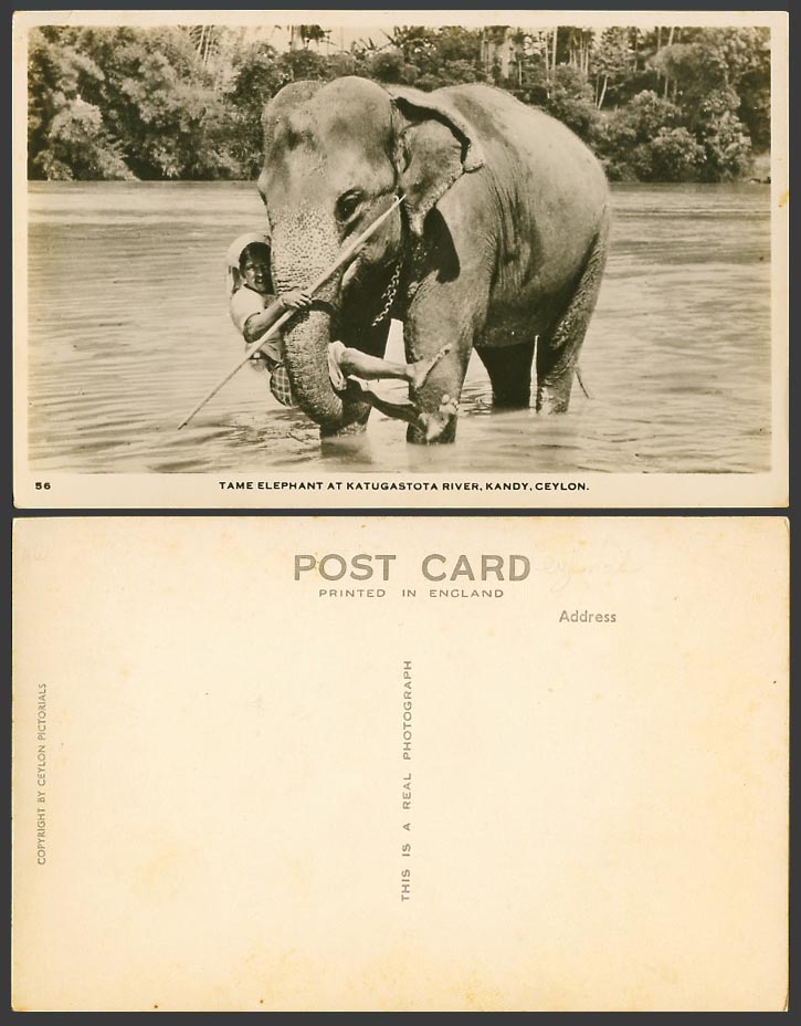 Ceylon Old Real Photo Postcard Tame Elephant Trainer at Katugastota River, Kandy