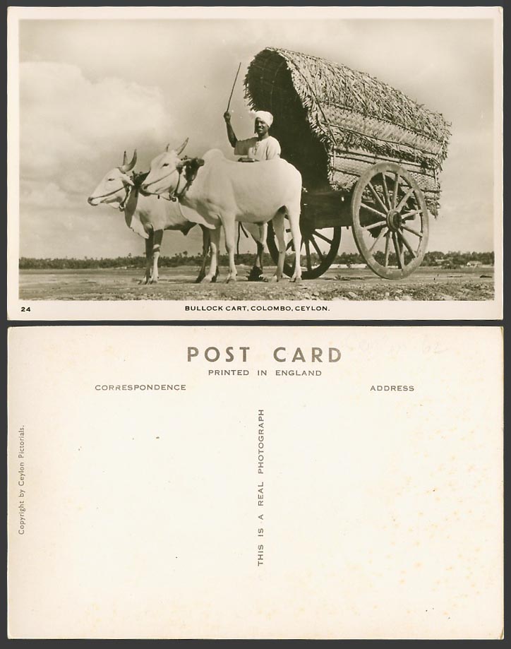 Ceylon Old Real Photo Postcard Double Bullock Cart and Native Driver Man Colombo