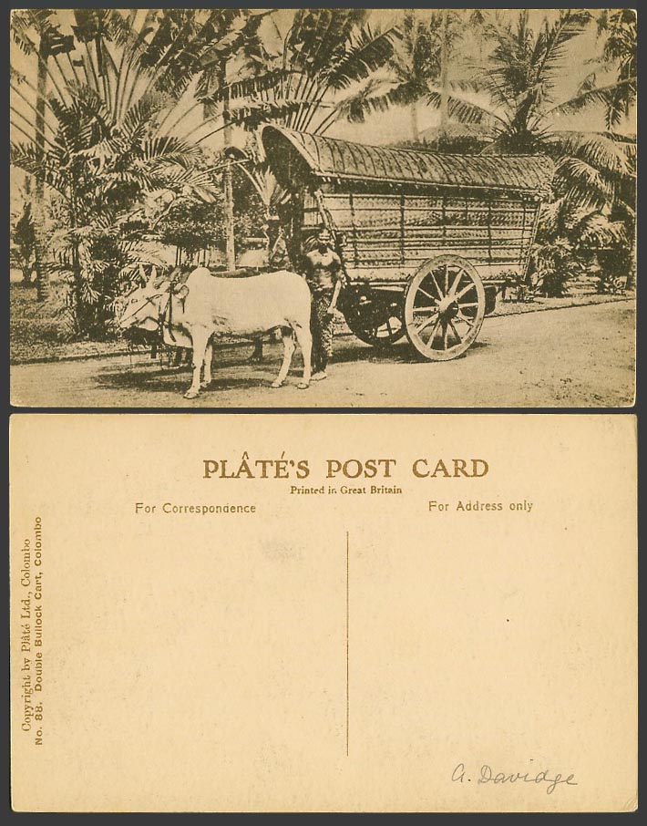 Ceylon Old Postcard Double Bullock Cart Colombo Man Traveller's Palms Palm Trees