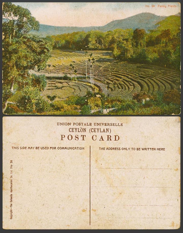 Ceylon Old Colour Postcard Paddy Fields Hills Terrace Mountains Palm Trees No.38