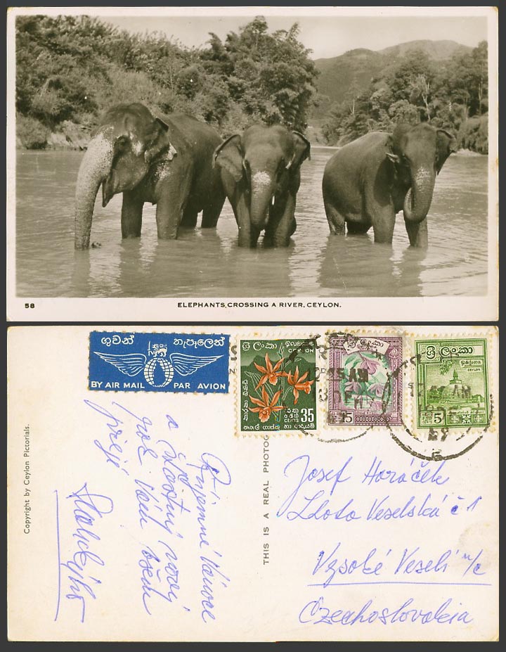 Ceylon Air Mail 1948 Old Real Photo Postcard Elephant Elephants Crossing a River