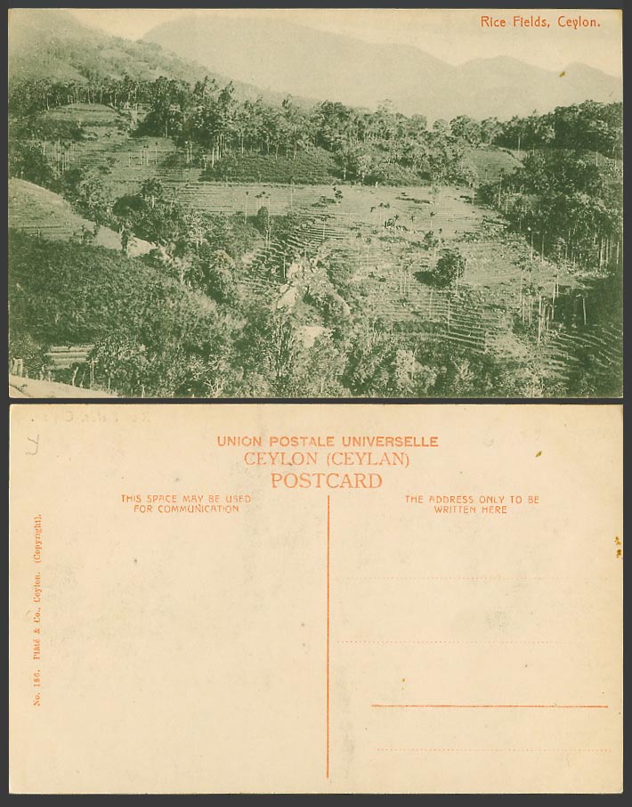 Ceylon Old Postcard Rice Fields, Agriculture Mountains Paddy Terraces Palm Trees