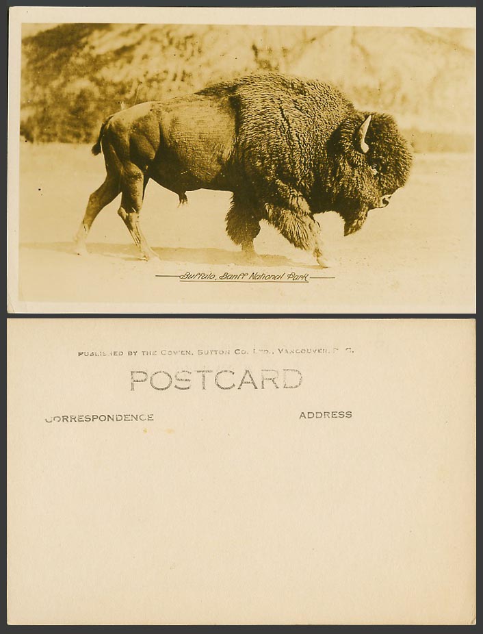 Canada Old Real Photo Postcard Buffalo, Banff National Park, Canadian Rockies