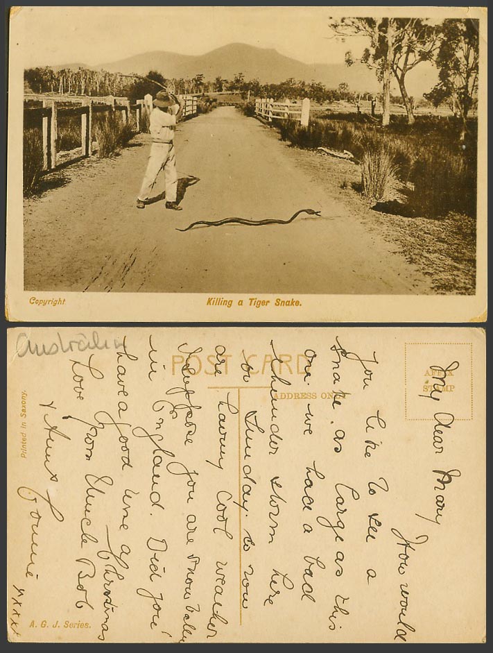 Australia Old Postcard Australian Man Killing a Tiger Snake, Street Scene A.G.J.