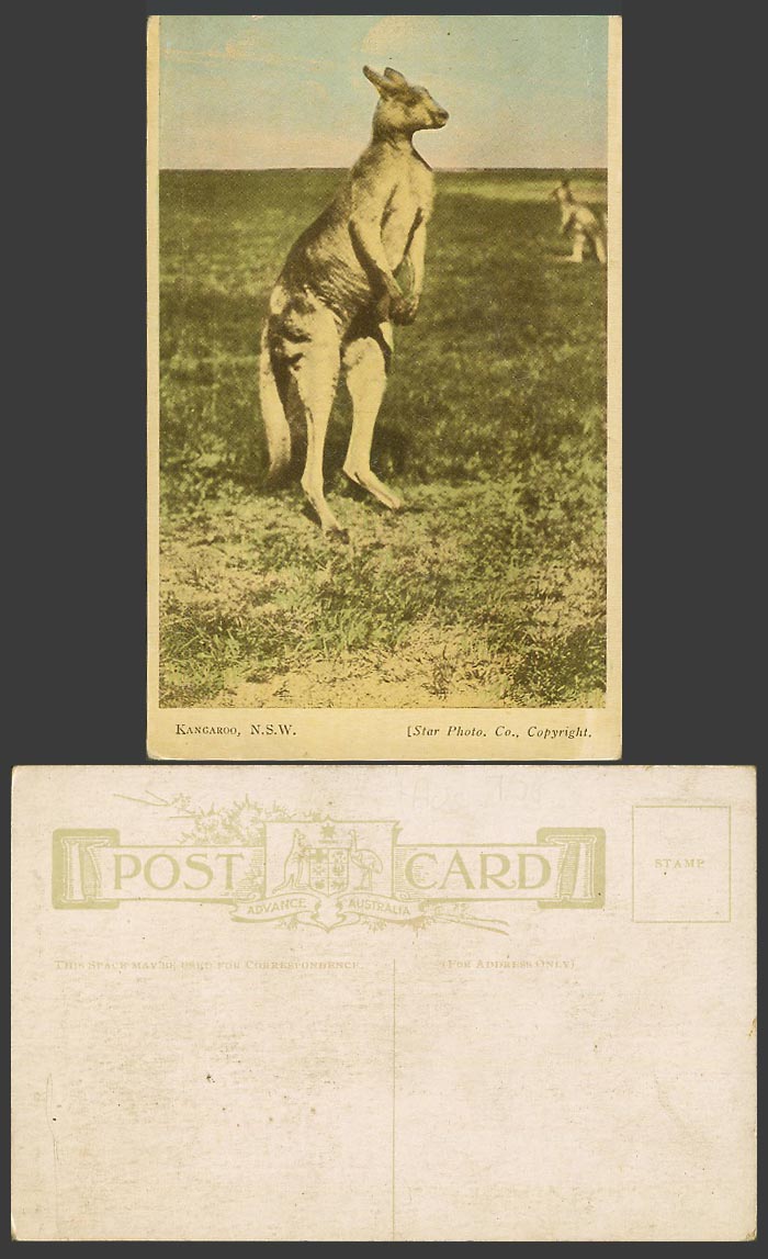 Australia Old Colour Postcard Kangaroo New South Wales, Native Australian Animal