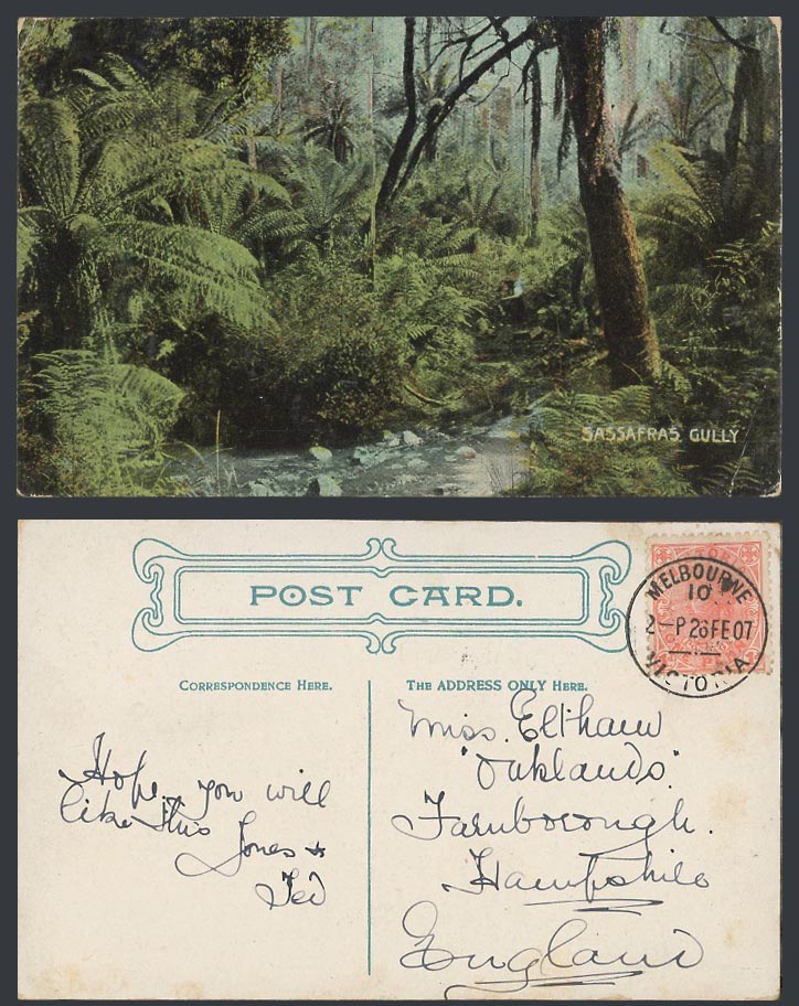 Australia Victoria QV 1d 1907 Old Colour Postcard Sassafras Gully, Ferns, Trees