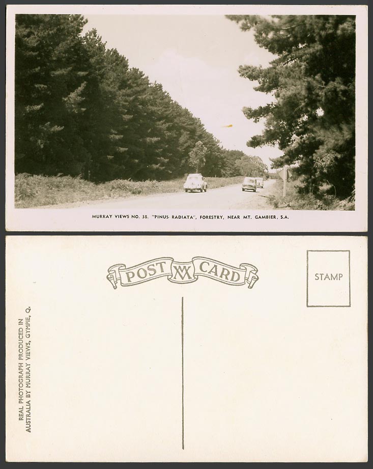 South Australia Old Real Photo Postcard Pinus Radiata Forestry nr Mt Gambier CAR