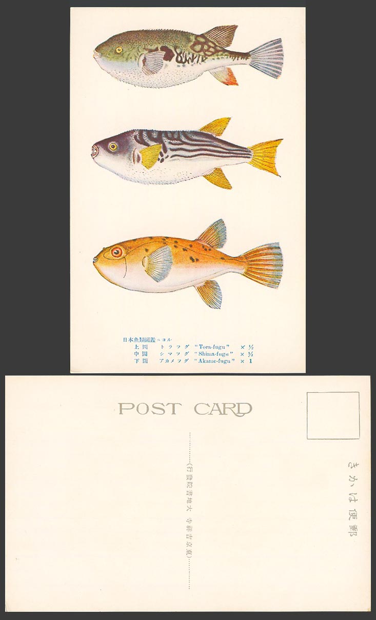 Japan Old Colour Postcard Japanese Fish Tora-fugu, Shima-fugu, Akame-fugu 日本魚類圖鑑