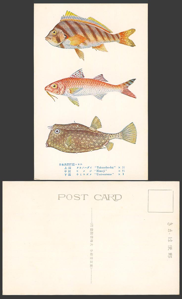 Japan Old Colour Postcard Japanese Fish, Takanoha-dai, Himeji, Umi-suzume 日本魚類圖鑑