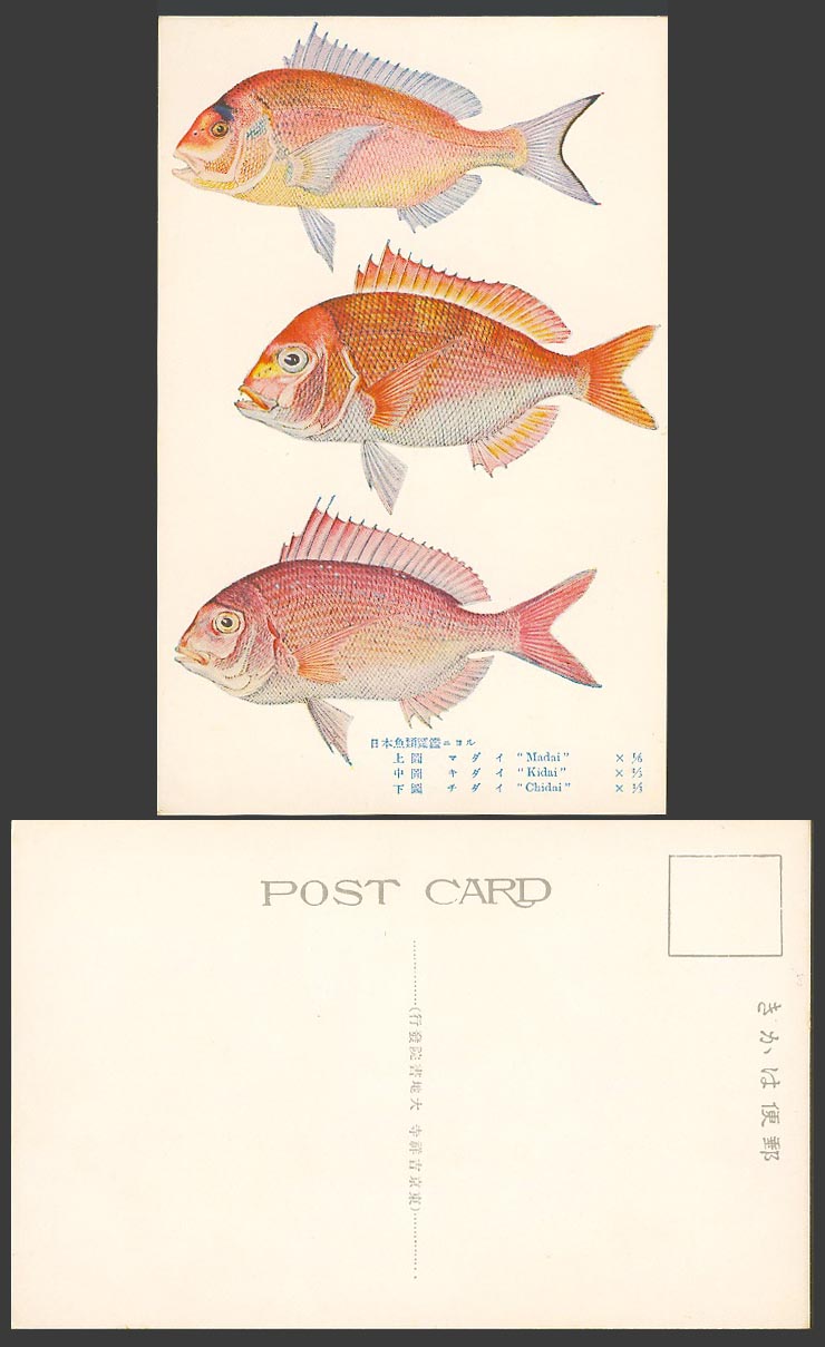 Japan ART Old Colour Postcard Japanese Fish, Fishes, Madai, Kidai, Chidai 日本魚類圖鑑