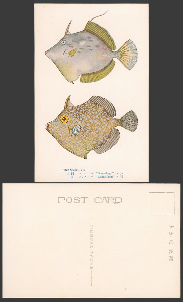 Japan ART Old Colour Postcard Japanese Fish Fishes, Kawa-hagi, Amime-hagi 日本魚類圖鑑