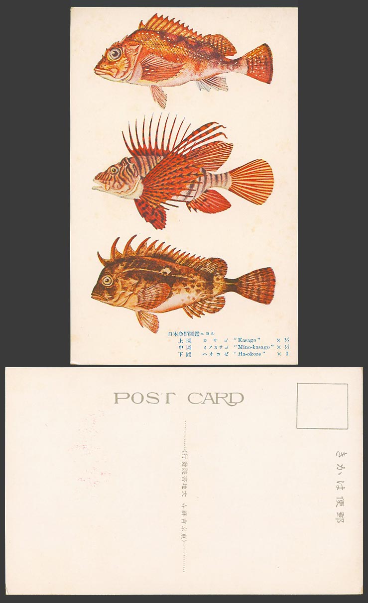 Japan Old Color Postcard Japanese Fish Fishes Kasago Mino-kasago Ha-okoze 日本魚類圖鑑