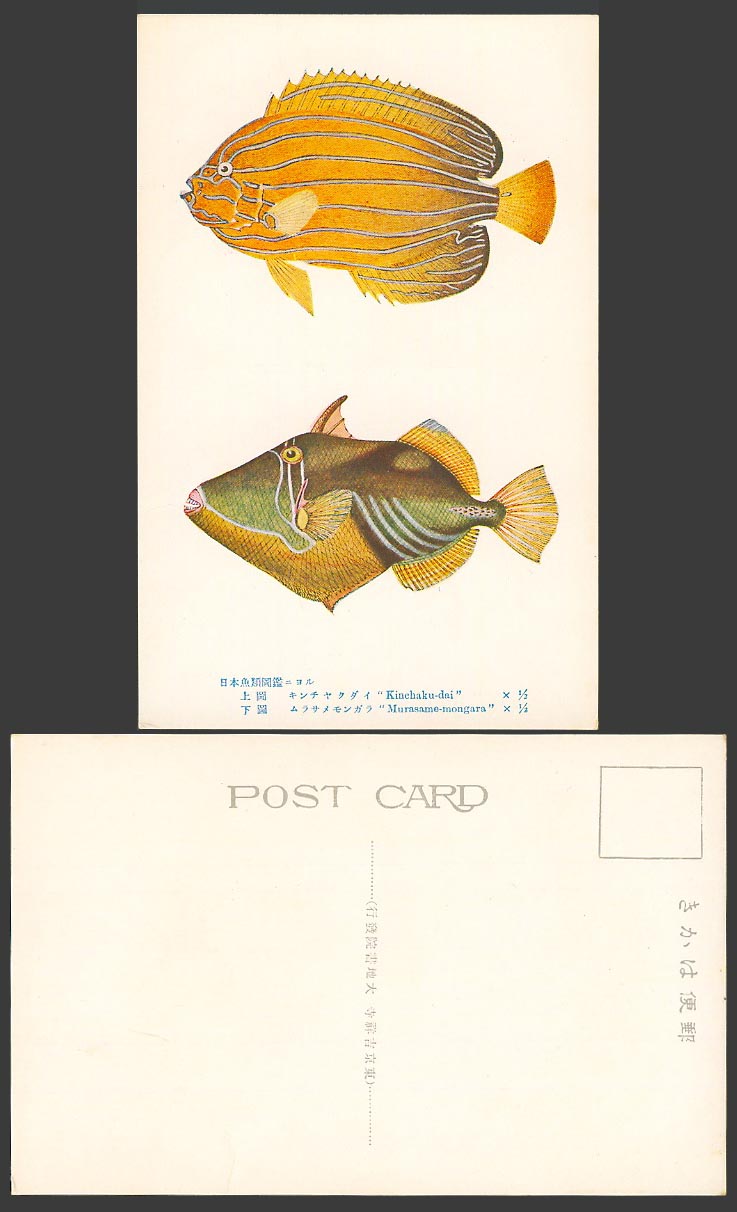 Japan ART Old Postcard Japanese Fish Fishes Kinchaku-dai Murasame-mongara 日本魚類圖鑑