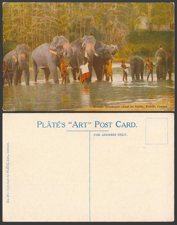 Ceylon Old Postcard Temple Elephants about to bathe Kandy, Trainers Plate's Art