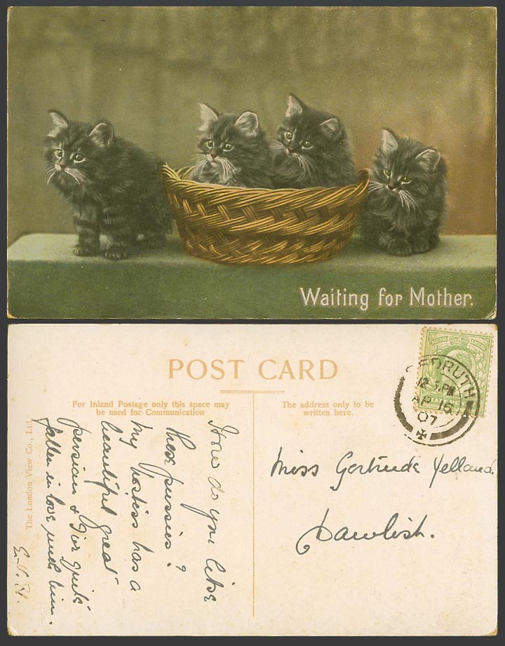 Cats Kittens Basket Waiting For Mother Cat Kitten, Pet Animals 1907 Old Postcard