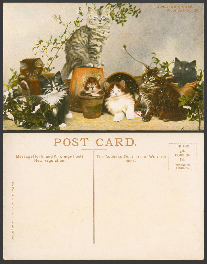 Cats Kittens Specs We Growed Pots and Plants Cat Kitten Pets Old Colour Postcard