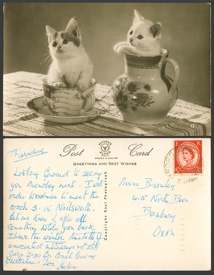Cats Kittens in Cup and Milk Jug 1960 Old Real Photo Postcard Pets Cat Kitten 12