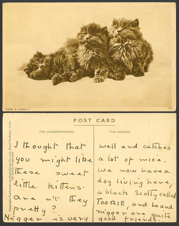 Cats Kittens Warm and Cuddly Old Postcard Cat Kitten Pets Pet Animals Photochrom